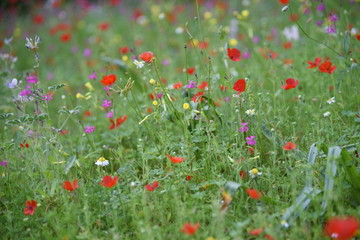 Fototapeta premium Wild plants in the field: Poppy, Lupinus pilosus, Bermuda Buttercup 