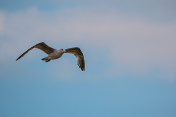 Seagull in flight