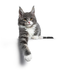 Charming cute blue with white Maine Coon cat kitten, laying down. Looking beside lens with smart...