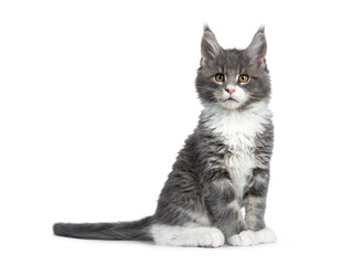 Charming cute blue with white Maine Coon cat kitten, sitting side ways. Looking beside lens with smart brown eyes. Isolated on white background. 