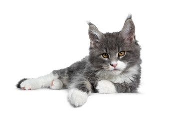 Obraz premium Charming cute blue with white Maine Coon cat kitten, laying down side ways. Looking at lens with smart brown eyes. Isolated on white background. 
