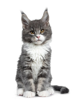 Charming cute blue with white Maine Coon cat kitten, sitting straight up. Looking at lens with smart brown eyes. Isolated on white background. 