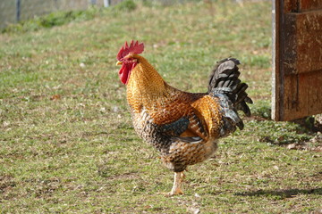 Hahn / Gockel auf dem Bauernhof