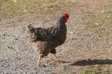 Hahn / Gockel auf dem Bauernhof