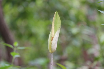 white flower in spring