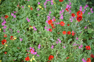 Wild plants in the field: Poppy, Lupinus pilosus, Bermuda Buttercup	