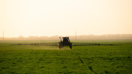 Fototapeta premium Tractor on the sunset background. Tractor with high wheels is making fertilizer on young wheat.