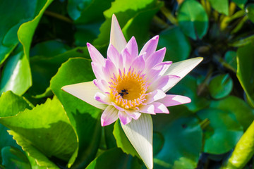 Pink lotus water lilly flower in pond