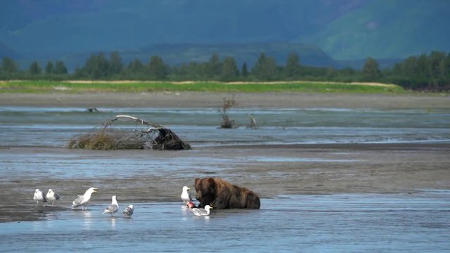 Alaskan coastal brown bear eats a freshly caught salmon fish while laying in a riverbed in Katmai National Park. Seagulls surround the dangerous bear
