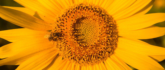 Spiral pattern in center of sunflower close up showing beautiful texture with neatly arrangement