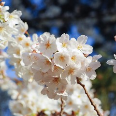 日本の桜　白い　Japanese cherry blossoms
