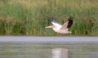 Group of pelican in Lke Chamo in Ethiopian