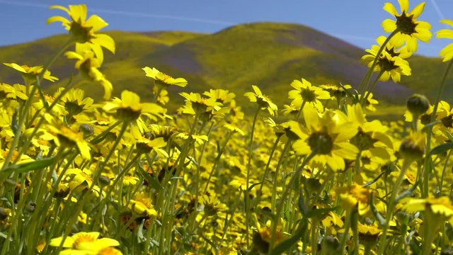Hillside daises blowing in the breeze at Carrizo Plain National Monument during the California Superbloom 2019