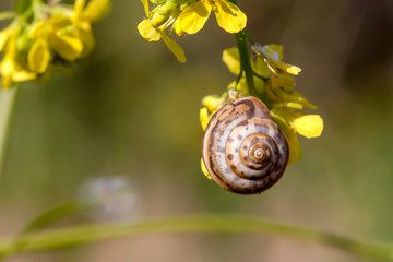 Snail (Cochlea) on a yellow flower close-up