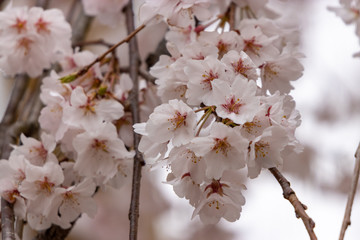 枝垂れ桜　千葉県市川市