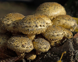 Schüppling Pilze