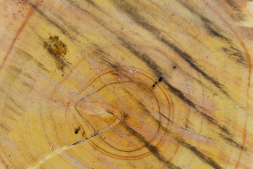 The core of the newly cut tree has a yellow color, with a little bit of wood chips.