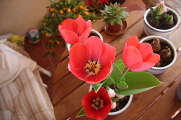 Obraz na płótnie Canvas red Tulips blossom on balcony garden in the pot