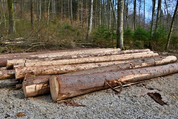 Fototapeta premium pile of logs in the forest