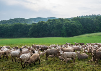 Obraz premium The grazing sheeps on a pasture