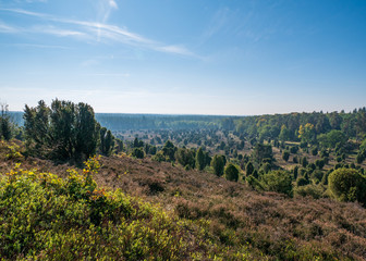 Fototapeta na wymiar Landscape of Lueneburg Heath in sunlight, Germany