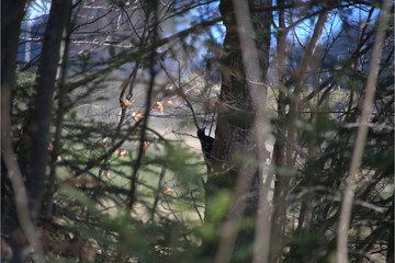 Schwarzspecht versteckt