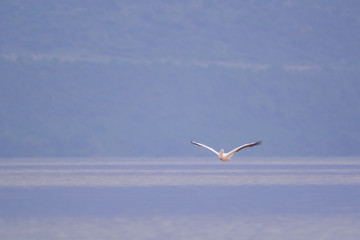 Group of pelican in Lke Chamo in Ethiopian