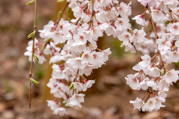 枝垂れ桜　千葉県市川市