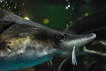 Fish sturgeon swims in the aquarium of oceanarium. Sturgeon fish