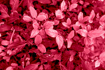 Texture of saturated pink leaves of different shades. Spring concept.Trendy colors spring-summer 2019.