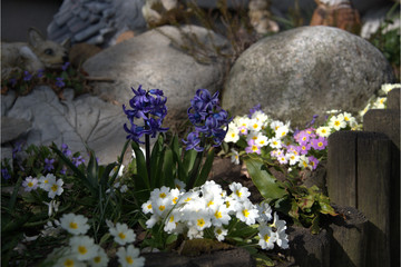 Gartenblumen  Steingarten
