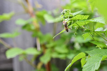 One bee on a flower. The flower loach bee collects nectar
