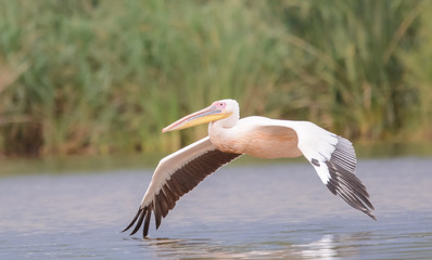 Group of pelican in Lke Chamo in Ethiopian