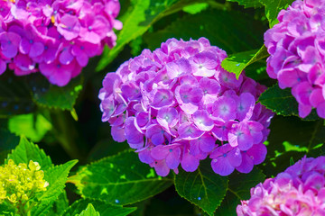 purple flower in the garden