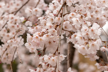 枝垂れ桜　千葉県市川市