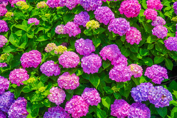 purple flowers in the garden