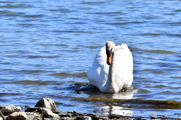 Il cigno sulla riva del lago