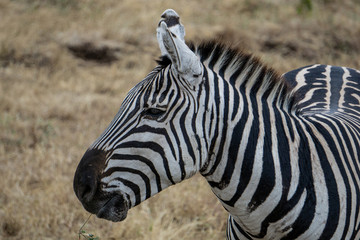 Fototapeta na wymiar Wildes Zebra in der Natur