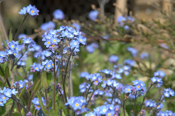 myosotis bleu au printemps