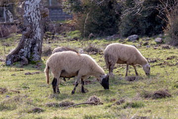 Sheep grazing in a mountain meadow in the winter, sunny evening close-up