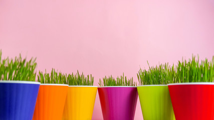 Spring background green grass in colorful pots over pink