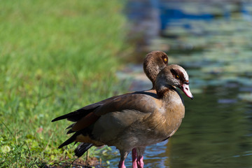 Ducks, fish and water lilies in the ecological pool in Rabin Square