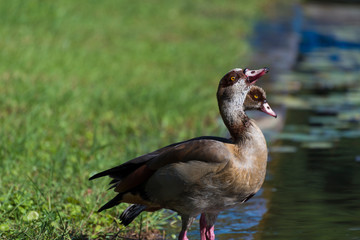 Ducks, fish and water lilies in the ecological pool in Rabin Square