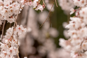 枝垂れ桜　千葉県市川市