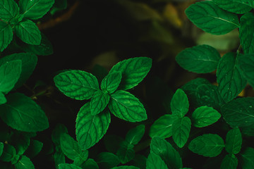 Fresh mint leaves close up. Fresh mint background.