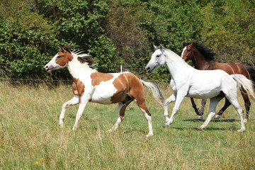 Fototapeta na wymiar Amazing batch of horses on pasturage