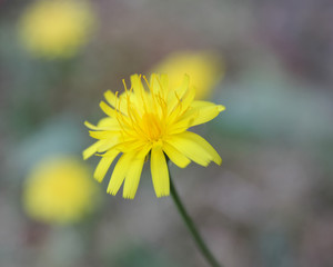 Fototapeta premium Yellow Dandelion in the garden