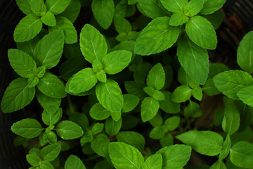 Naklejka na ściany i meble Fresh mint leaves close up. Fresh mint background.
