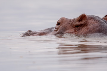 Fototapeta premium Portrait Hyppo in Chamo lake