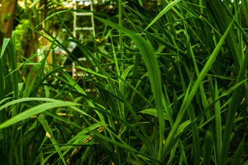 Fresh Napier grass(Penisetum Purpureum) background. Close up of fresh Napier grass plantation for cow and horse at a farm in Thailand. Grass for animals.
